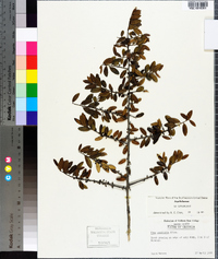 Ilex vomitoria image