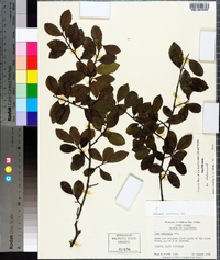 Ilex vomitoria image