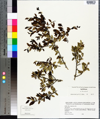 Ilex vomitoria image