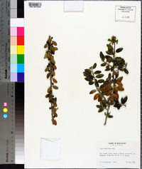 Ilex vomitoria image