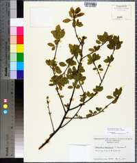 Ilex mucronata image