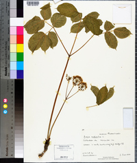 Aralia nudicaulis image