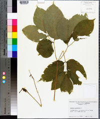 Aralia nudicaulis image