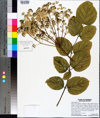 Aralia spinosa image