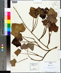 Hedera helix image