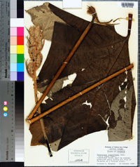 Tetrapanax papyriferus image