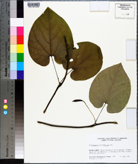 Aristolochia macrophylla image