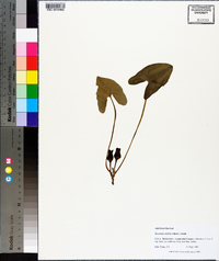 Hexastylis arifolia image