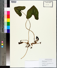 Hexastylis arifolia image