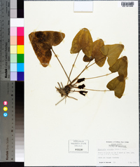 Hexastylis arifolia image