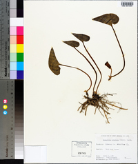 Hexastylis arifolia image