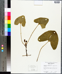 Hexastylis arifolia image