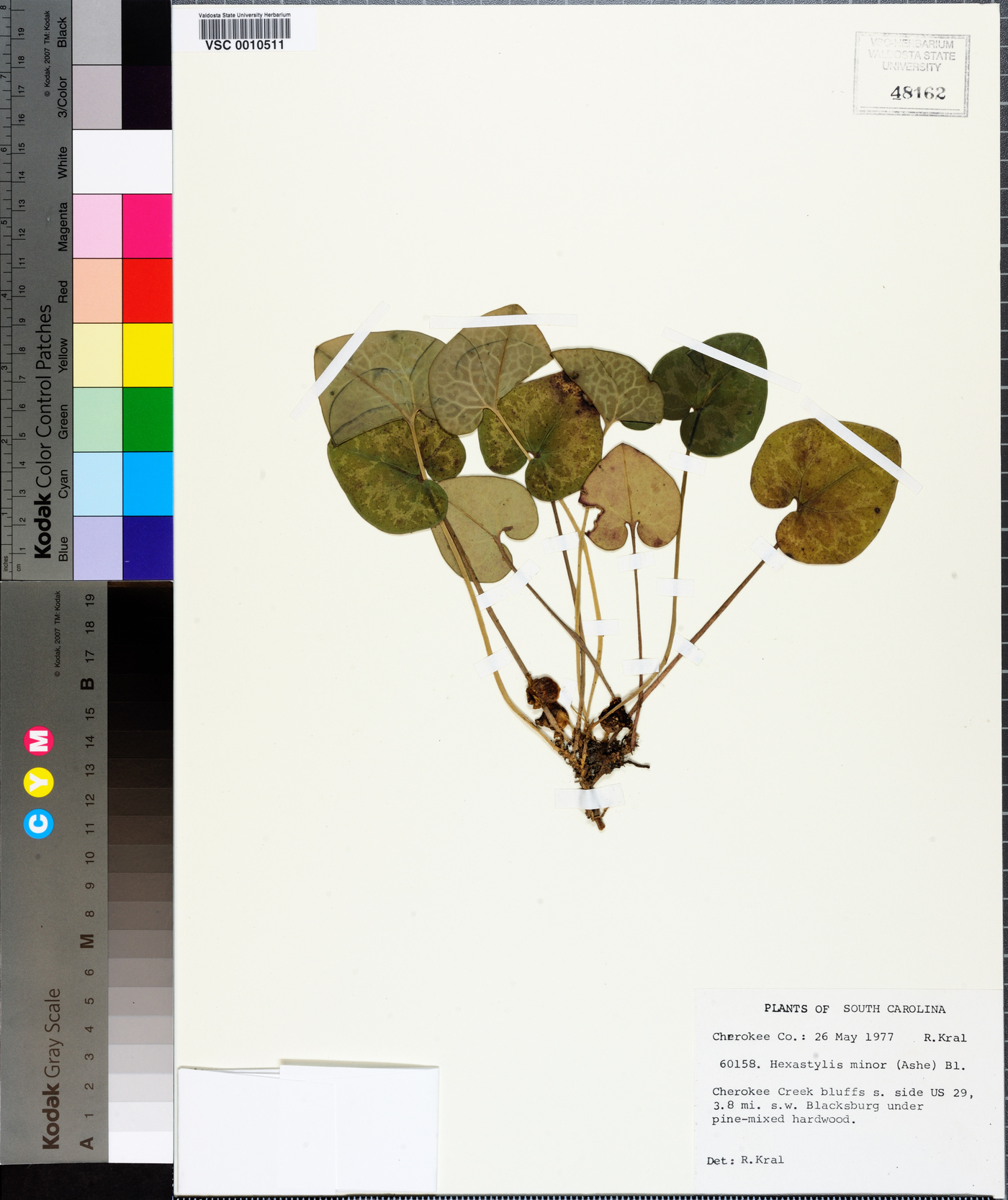 Hexastylis minor image