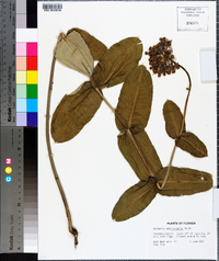 Asclepias amplexicaulis image