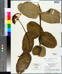 Asclepias amplexicaulis image