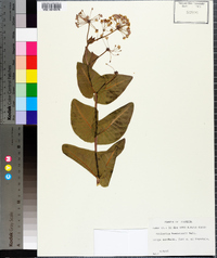 Asclepias humistrata image