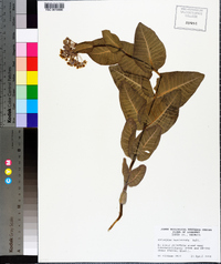 Asclepias humistrata image