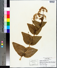 Asclepias humistrata image