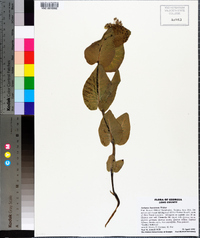 Asclepias humistrata image