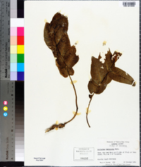 Asclepias humistrata image