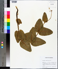 Asclepias humistrata image