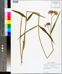 Asclepias lanceolata image