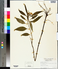 Asclepias perennis image