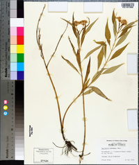 Asclepias perennis image