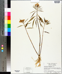 Asclepias perennis image