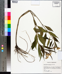 Asclepias perennis image