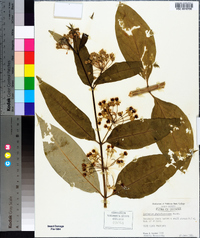 Asclepias exaltata image