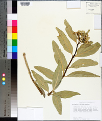 Asclepias viridis image