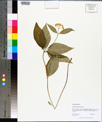 Asclepias quadrifolia image