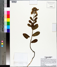 Asclepias obovata image