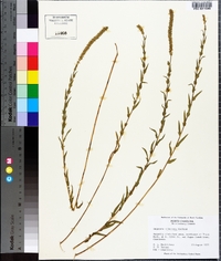 Ambrosia bidentata image