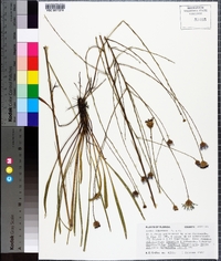 Symphyotrichum chapmanii image