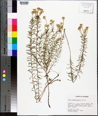 Ionactis linariifolia image