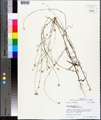 Symphyotrichum subulatum var. ligulatum image