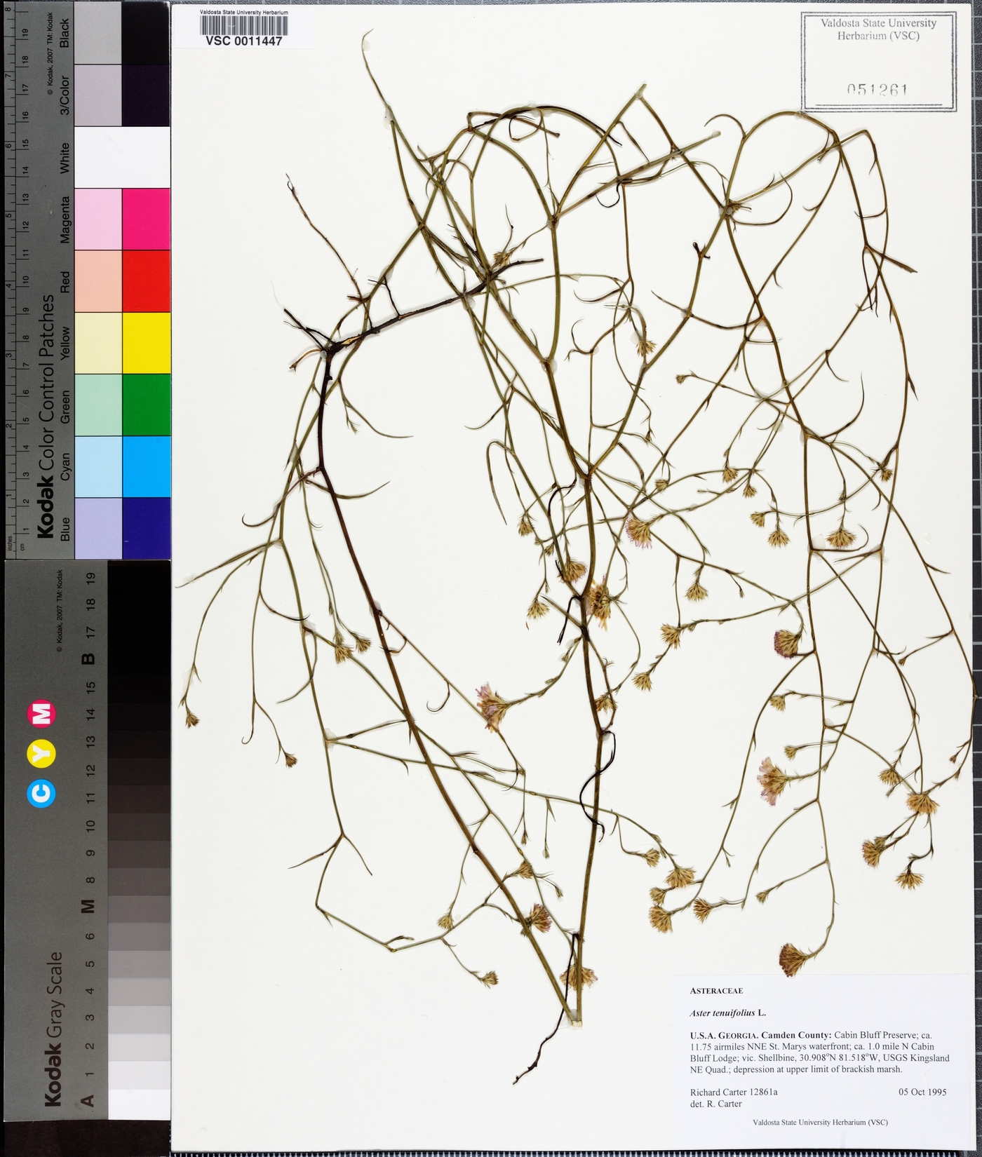 Symphyotrichum tenuifolium image