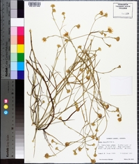 Symphyotrichum tenuifolium image