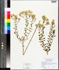 Sericocarpus tortifolius image