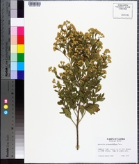 Baccharis glomeruliflora image