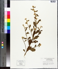 Baccharis glomeruliflora image