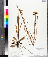 Balduina uniflora image