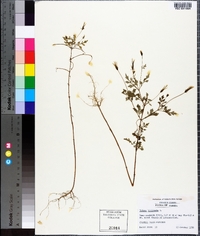 Bidens bipinnata image