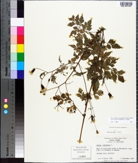 Bidens bipinnata image