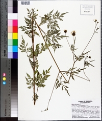 Bidens bipinnata image