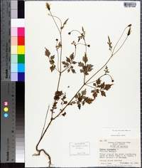 Bidens bipinnata image