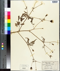 Bidens bipinnata image