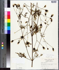 Bidens bipinnata image